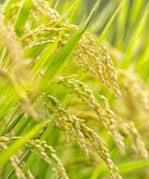 wheat